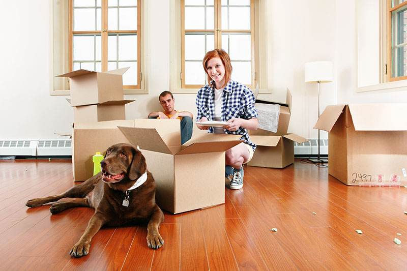 Moving With Dogs