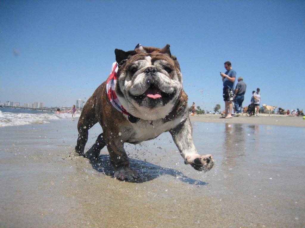 Dog Friendly Beaches LA