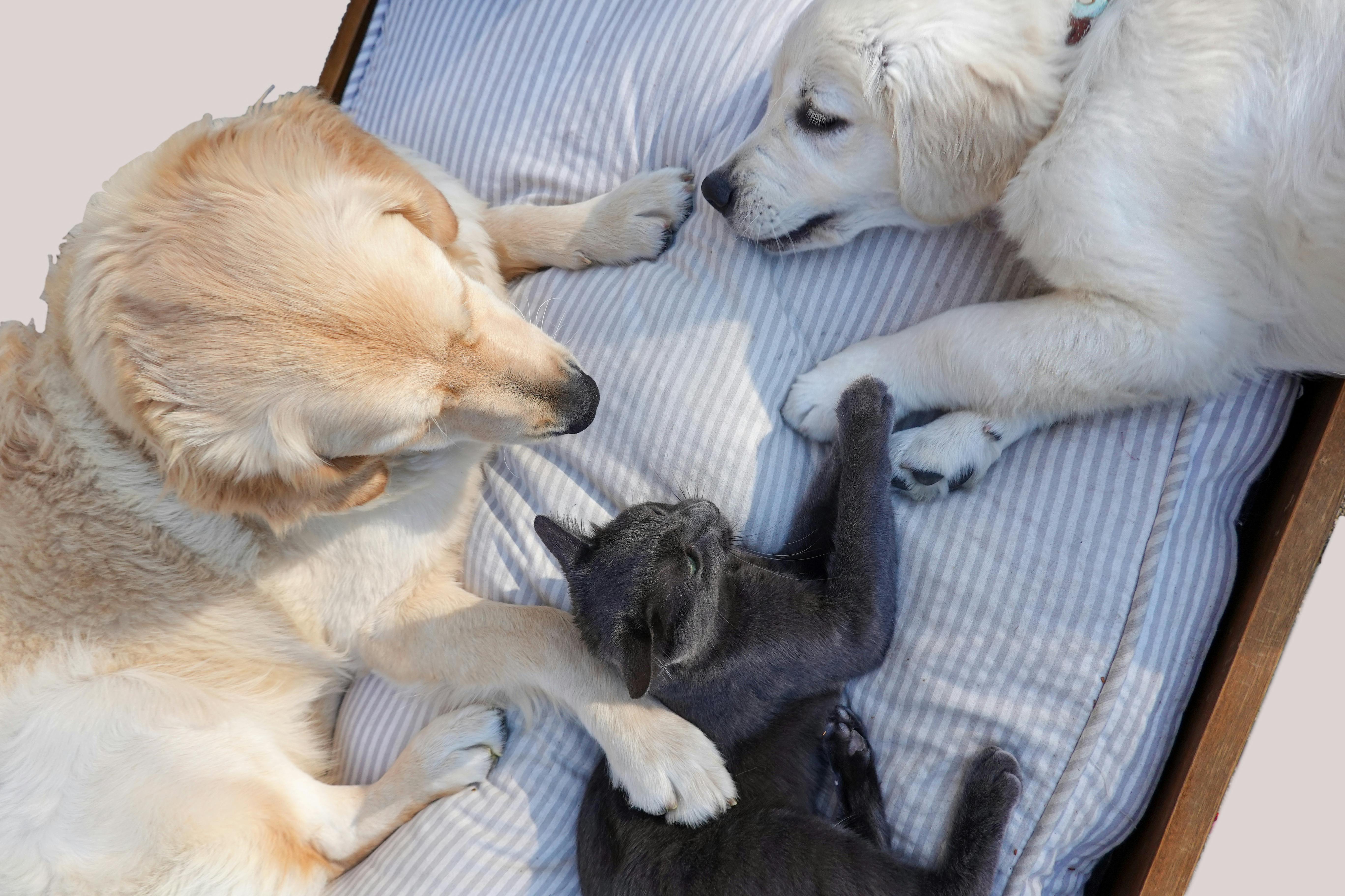 Pet Care